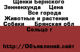 Щенки Бернского Зенненхунда  › Цена ­ 40 000 - Все города Животные и растения » Собаки   . Брянская обл.,Сельцо г.